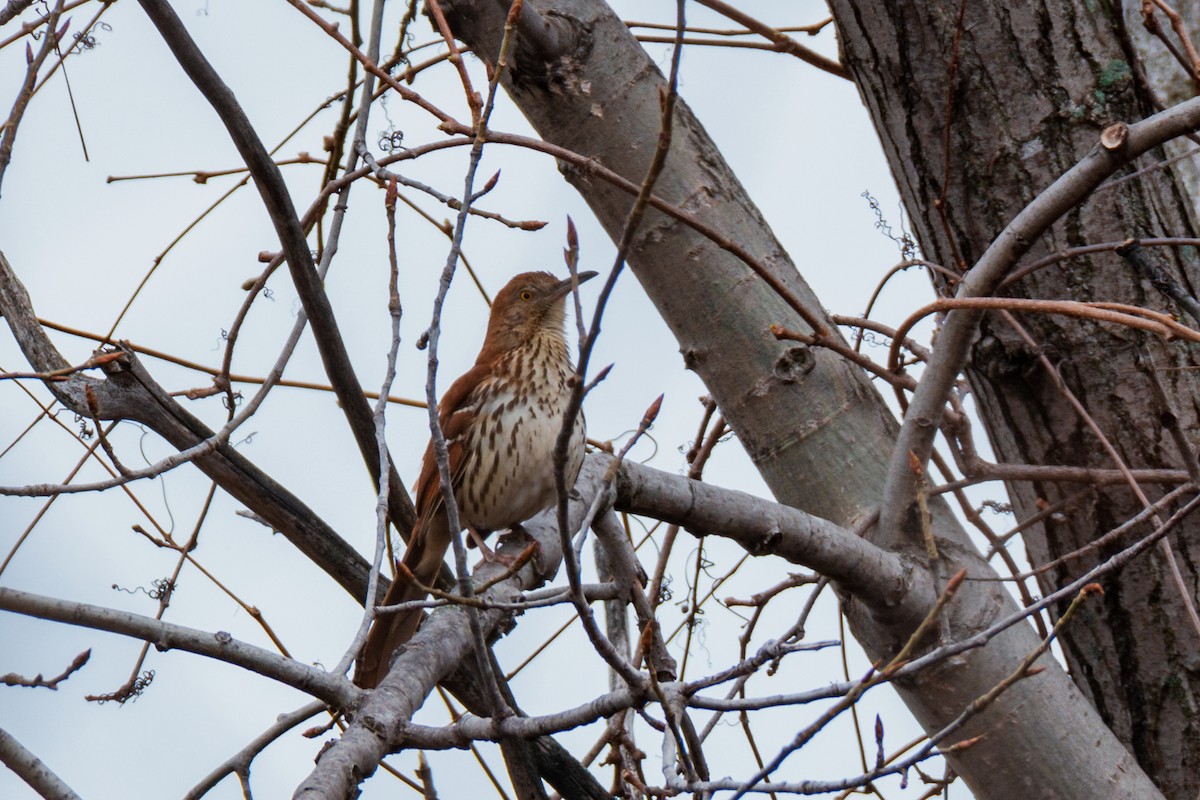 Brown Thrasher - ML96897761