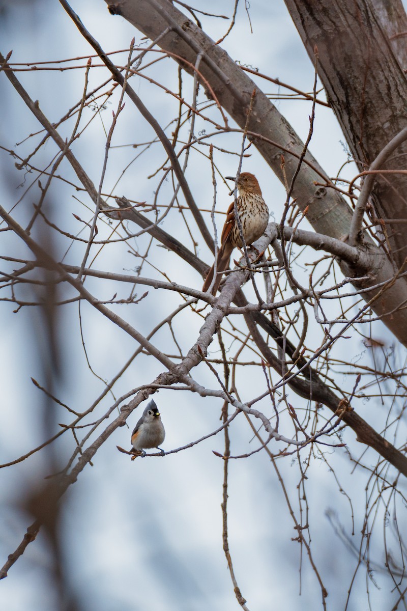 Brown Thrasher - ML96897771