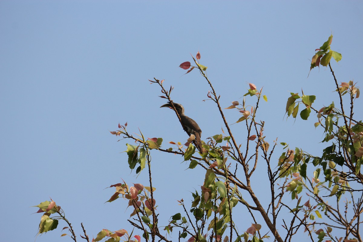 Indian Gray Hornbill - ML96898161