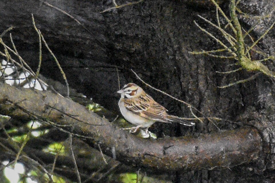 Lark Sparrow - ML96899571