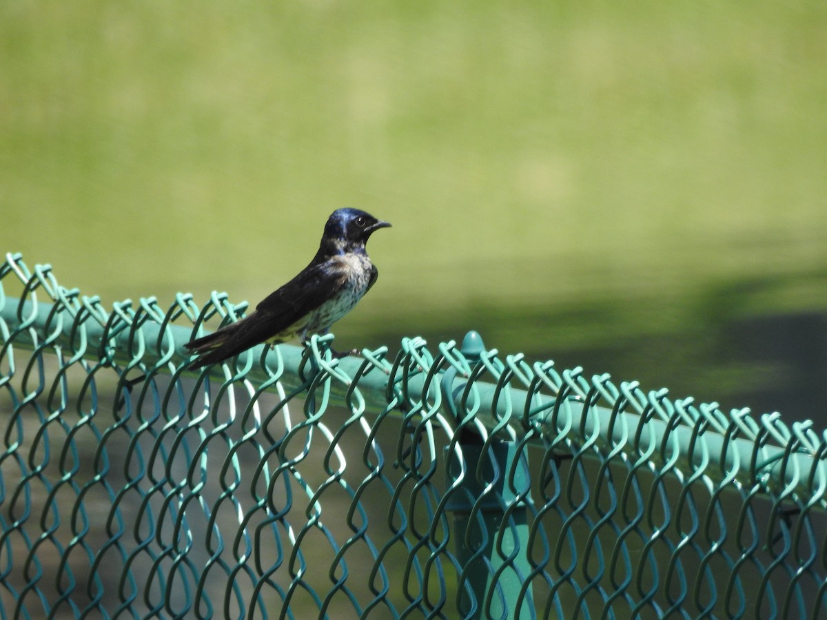 Purple Martin - ML96899771