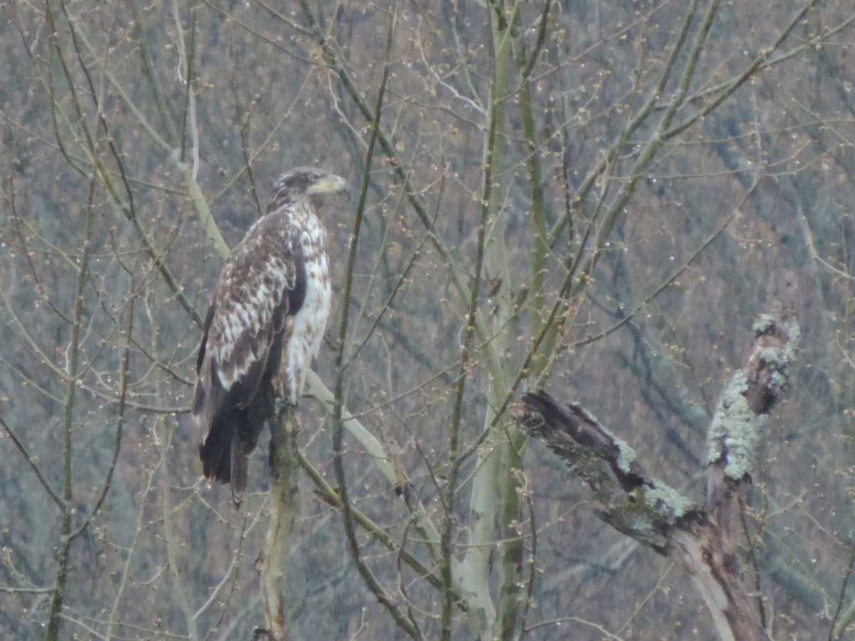 Bald Eagle - ML96900961