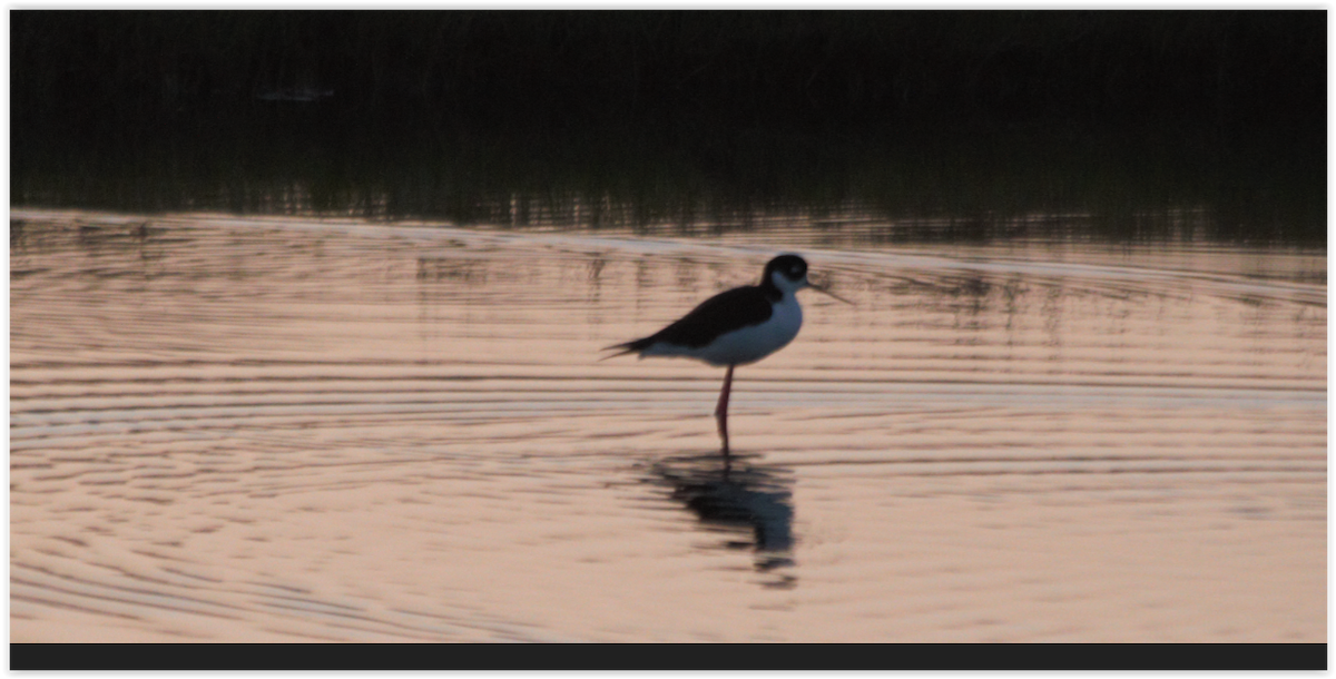 Black-necked Stilt - ML96905151