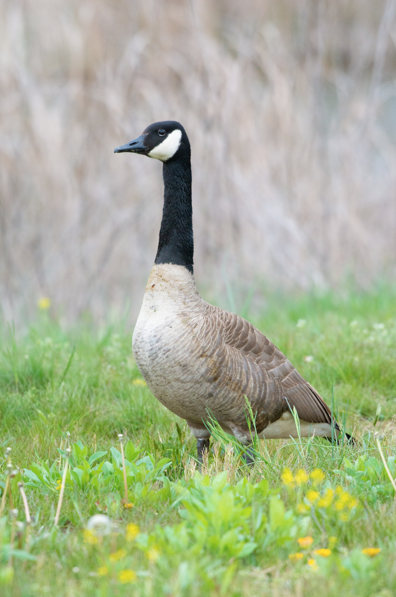 Canada Goose - ML96905521