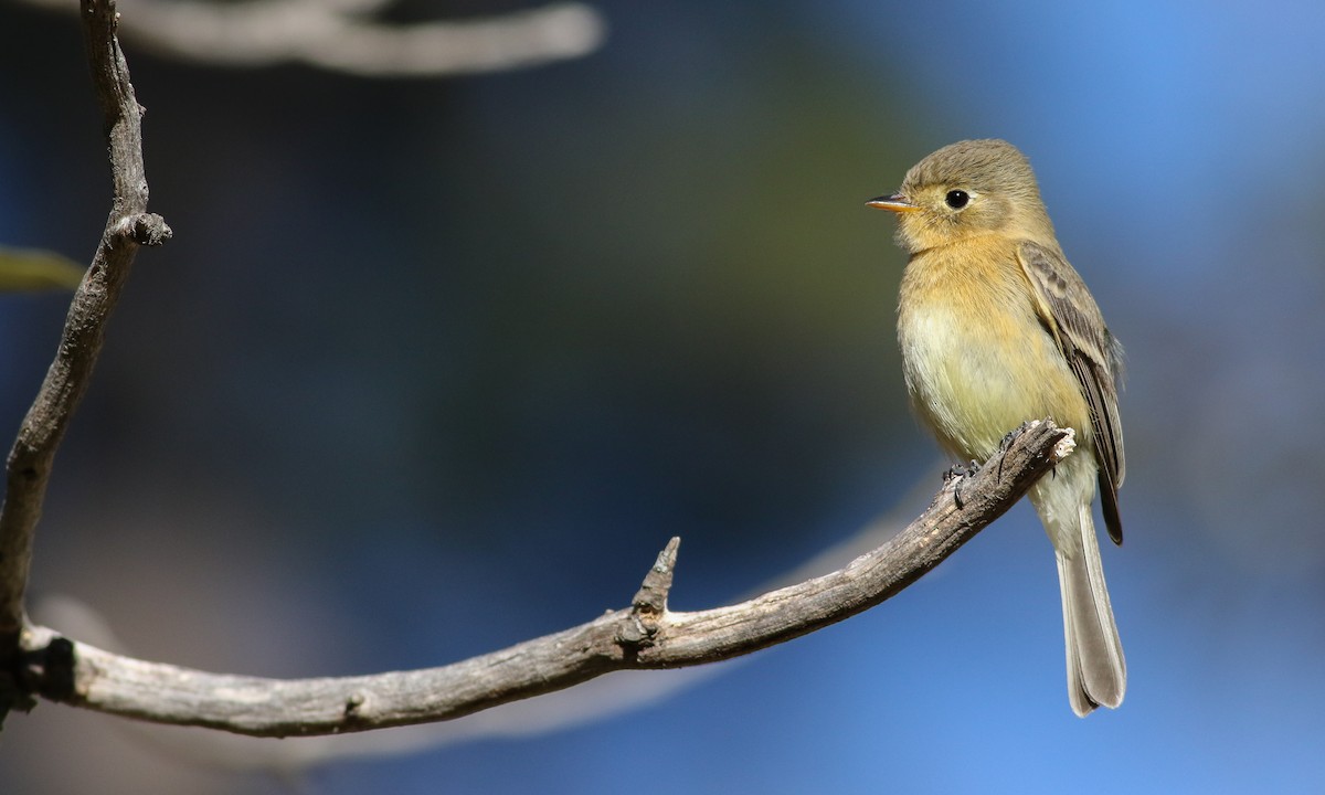 Buff-breasted Flycatcher - Cameron Rutt