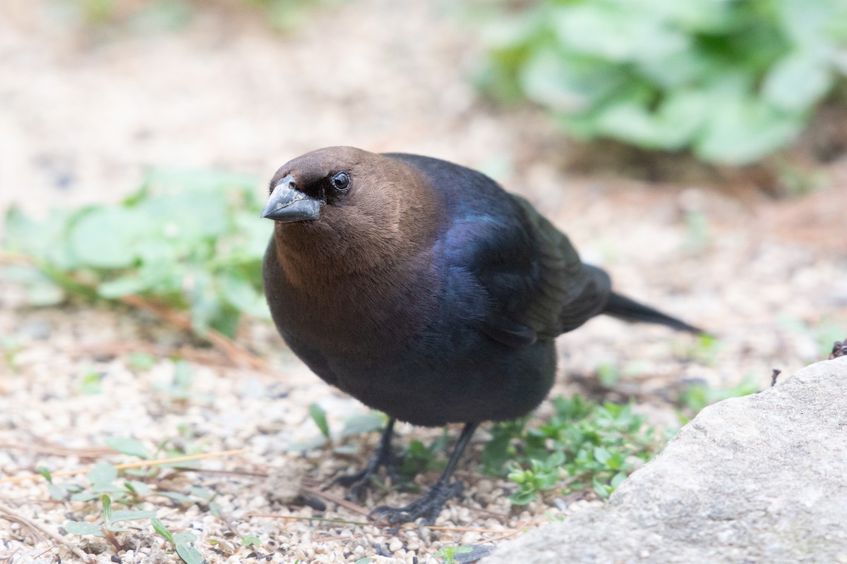 Brown-headed Cowbird - ML96905891