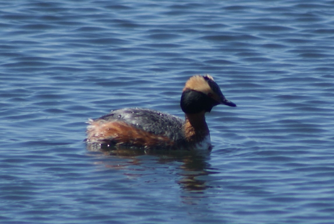 Horned Grebe - ML96907081