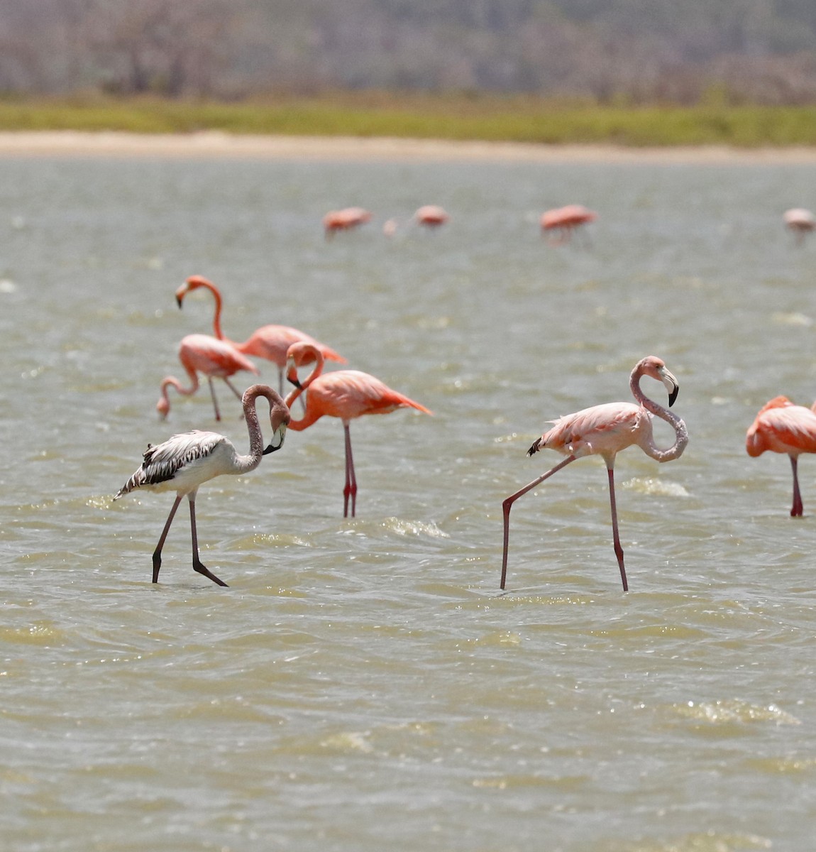 American Flamingo - ML96907871