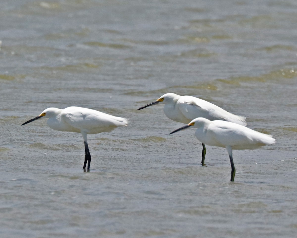 Snowy Egret - ML96907961