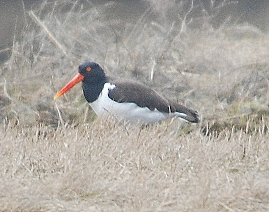 American Oystercatcher - Richard Haimes