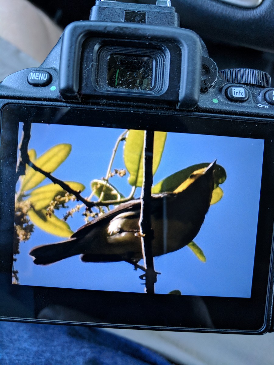 Black-throated Green Warbler - ML96909811