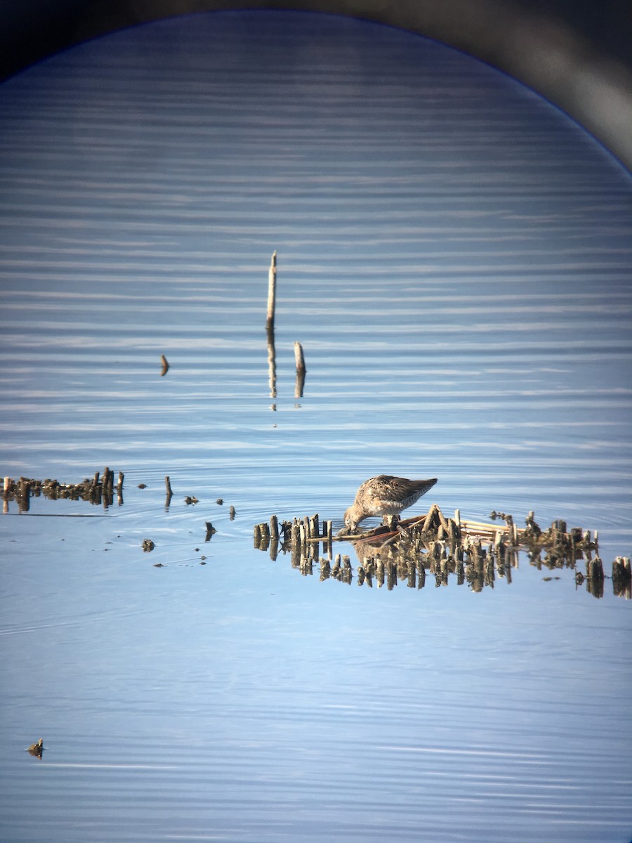 Long-billed Dowitcher - ML96911011