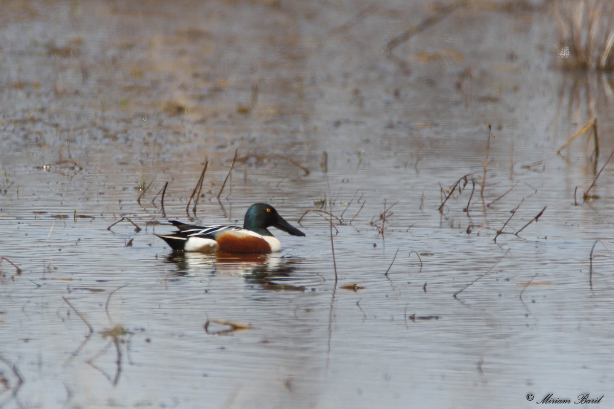 Northern Shoveler - ML96911101