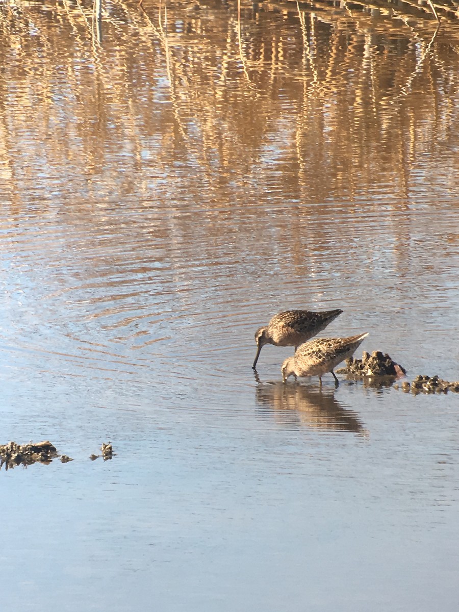 Long-billed Dowitcher - ML96911111