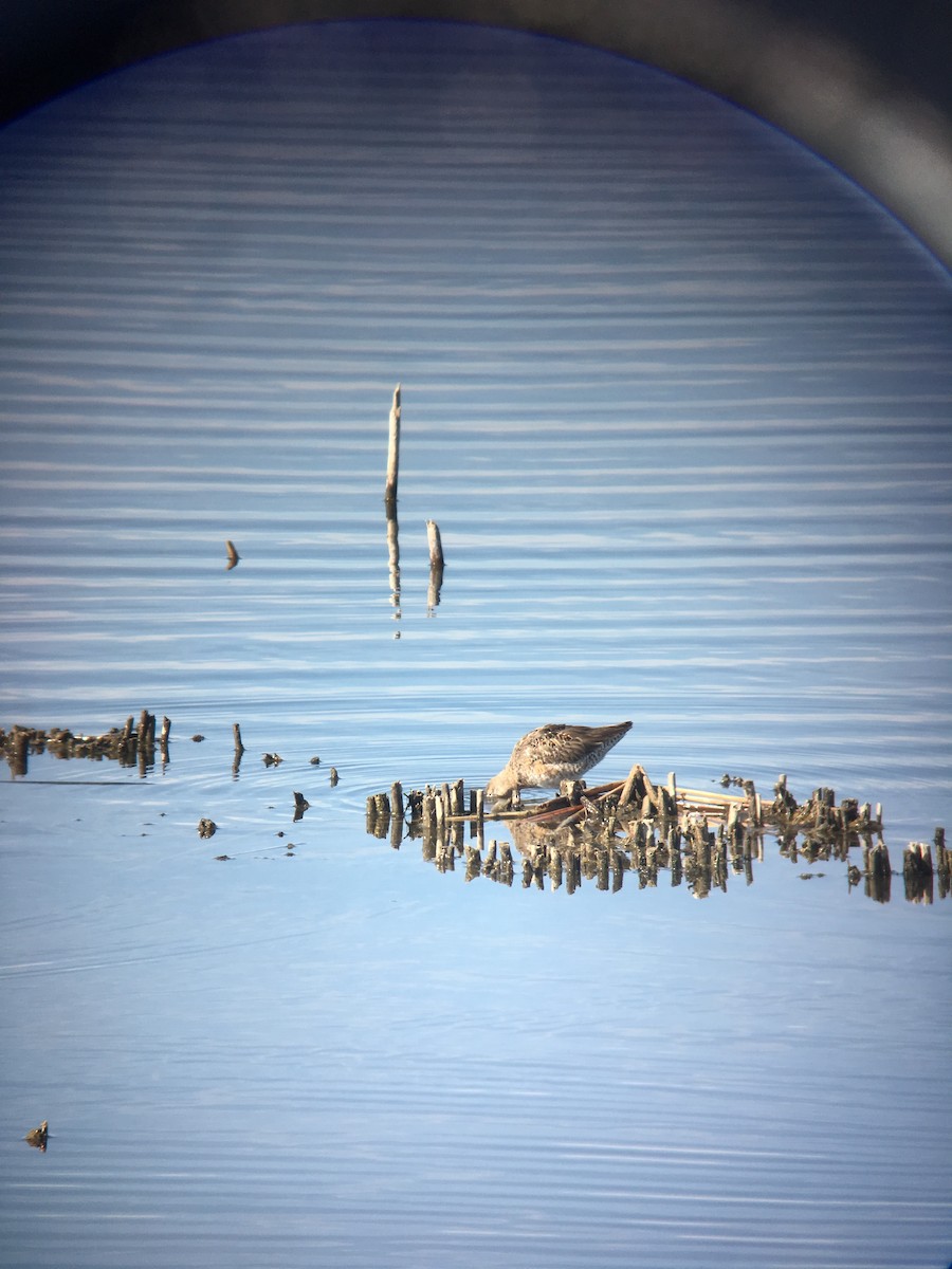 Long-billed Dowitcher - ML96911241