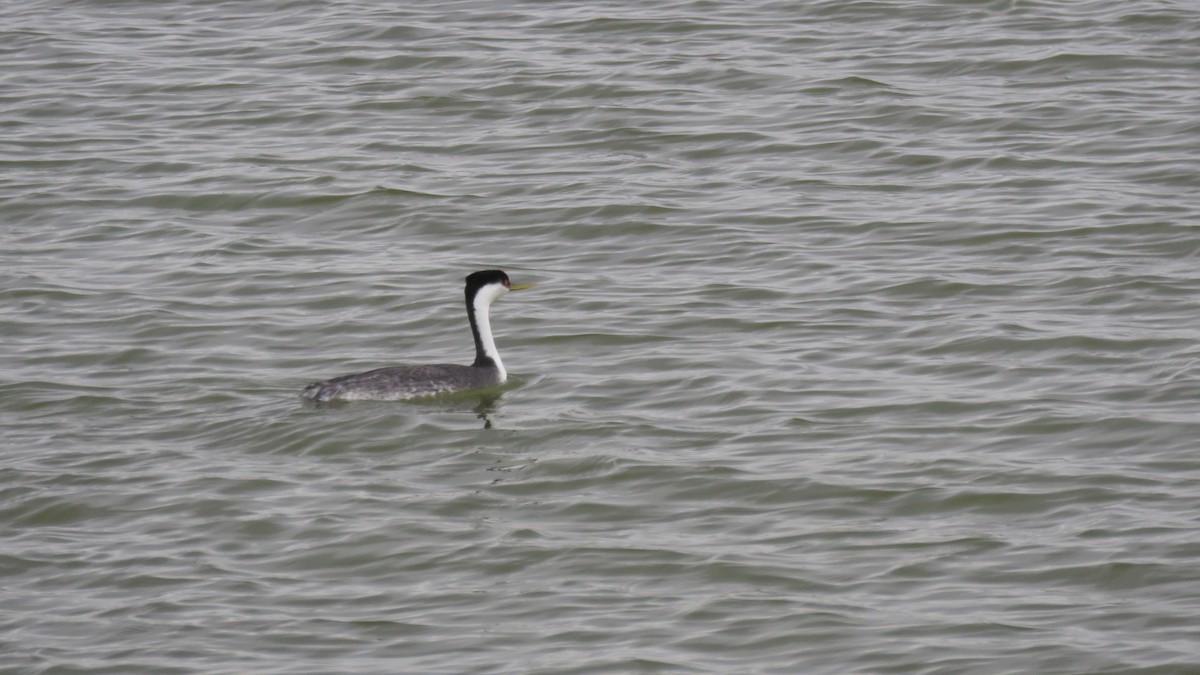 Western Grebe - ML96911411