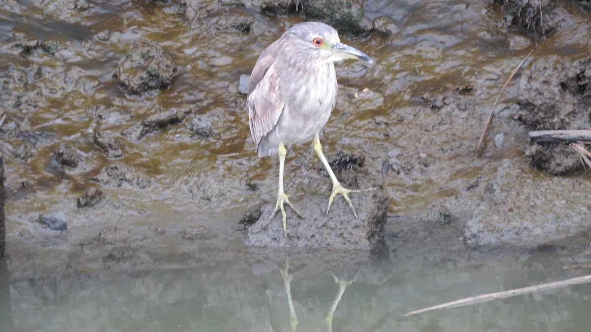 Black-crowned Night Heron - Mike Shafto