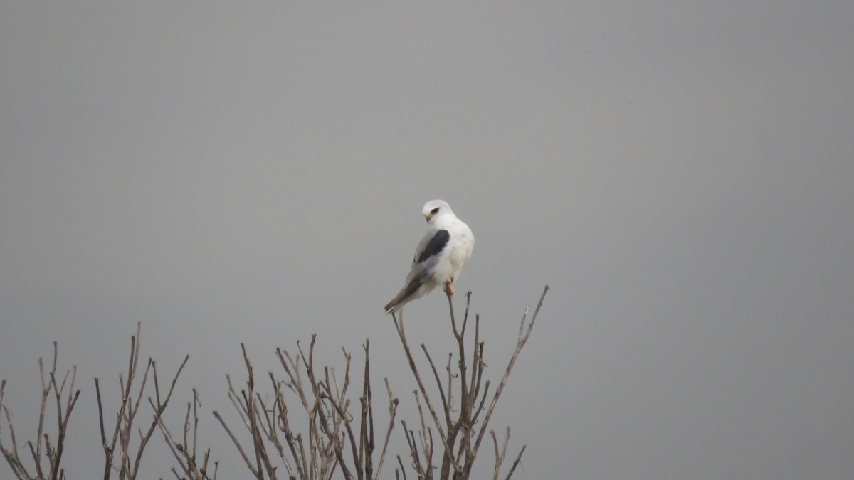 White-tailed Kite - Mike Shafto