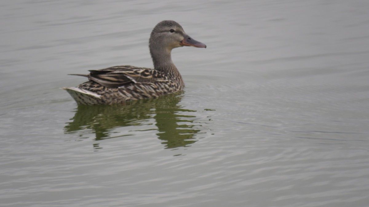 Mallard - Mike Shafto