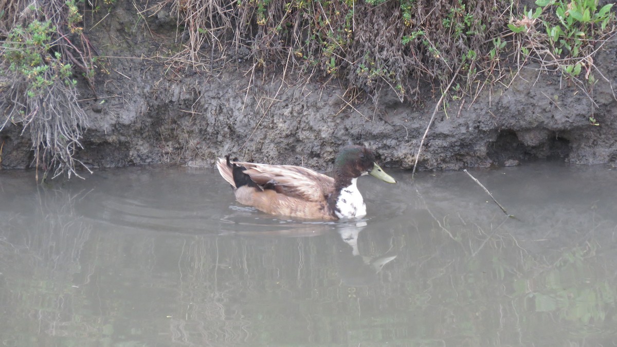 Mallard (Domestic type) - Mike Shafto