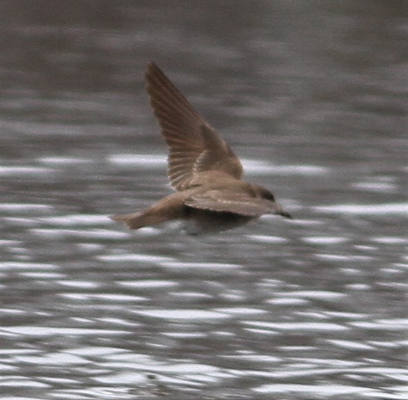 Northern Rough-winged Swallow - ML96913661