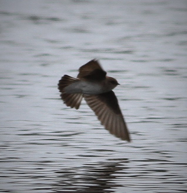 Northern Rough-winged Swallow - ML96913671