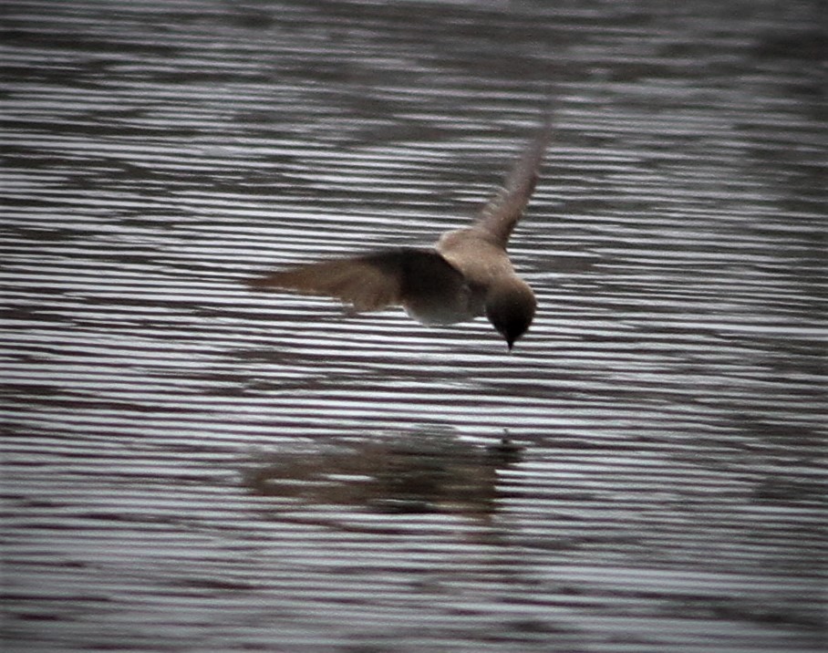 Northern Rough-winged Swallow - ML96913681