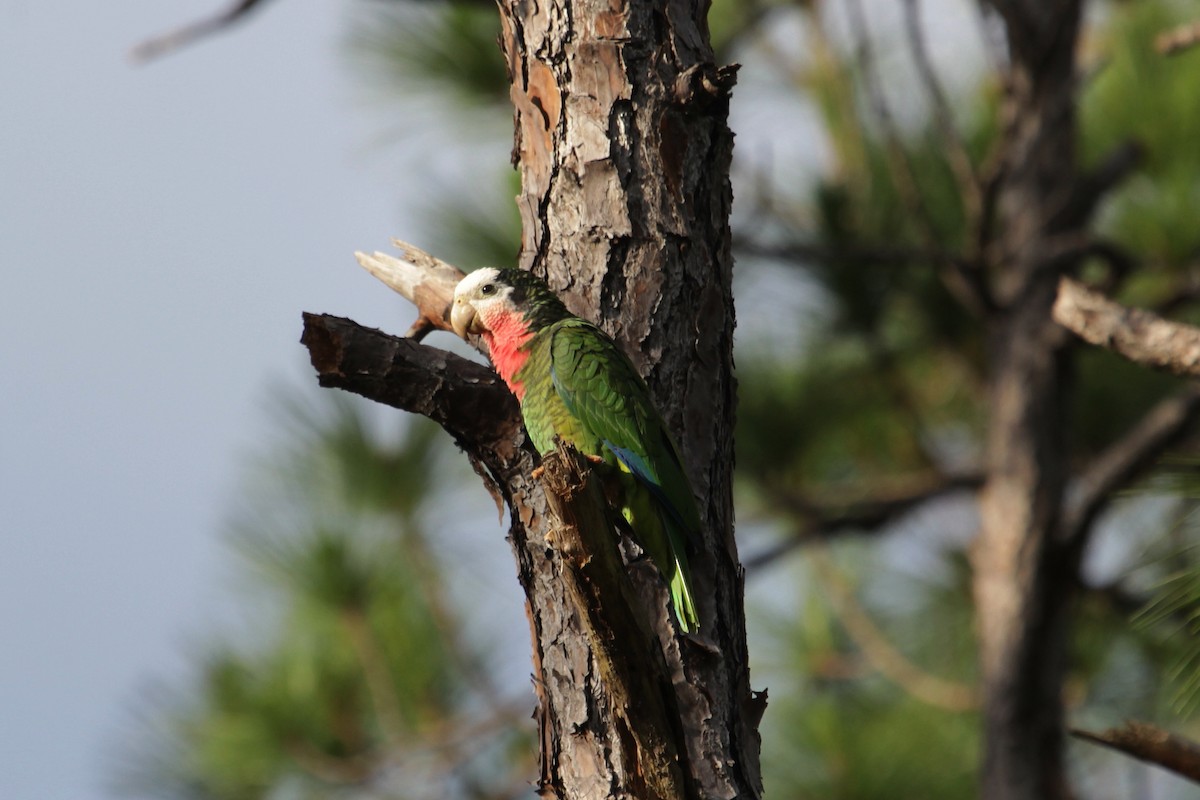 Cuban Parrot - ML96914961