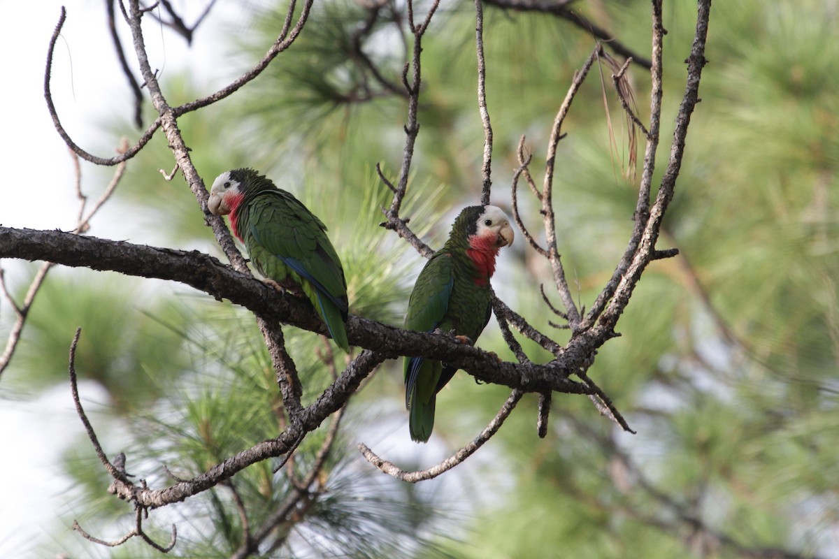 Cuban Parrot - ML96915031