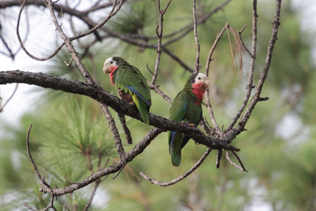 Cuban Parrot - ML96915151