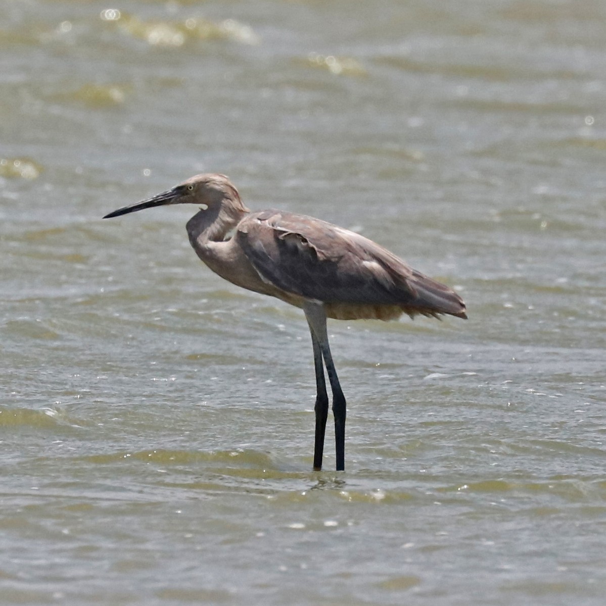 Reddish Egret - ML96915331