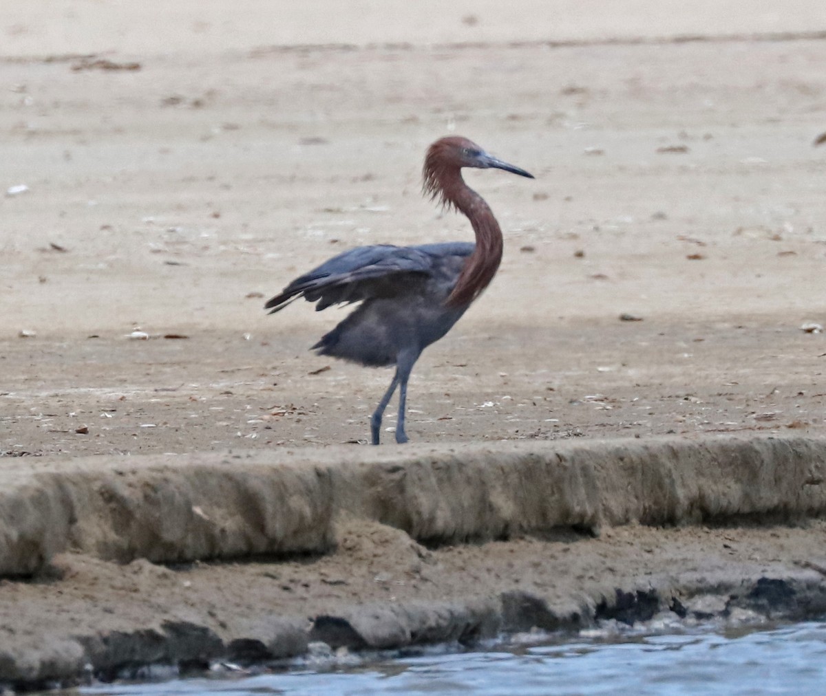 Reddish Egret - ML96915371