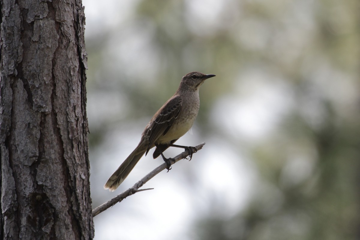 Bahama Mockingbird - ML96915551