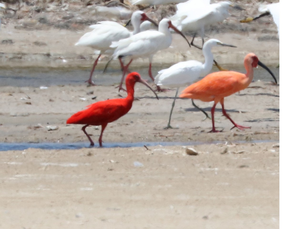 Ibis Escarlata - ML96915561