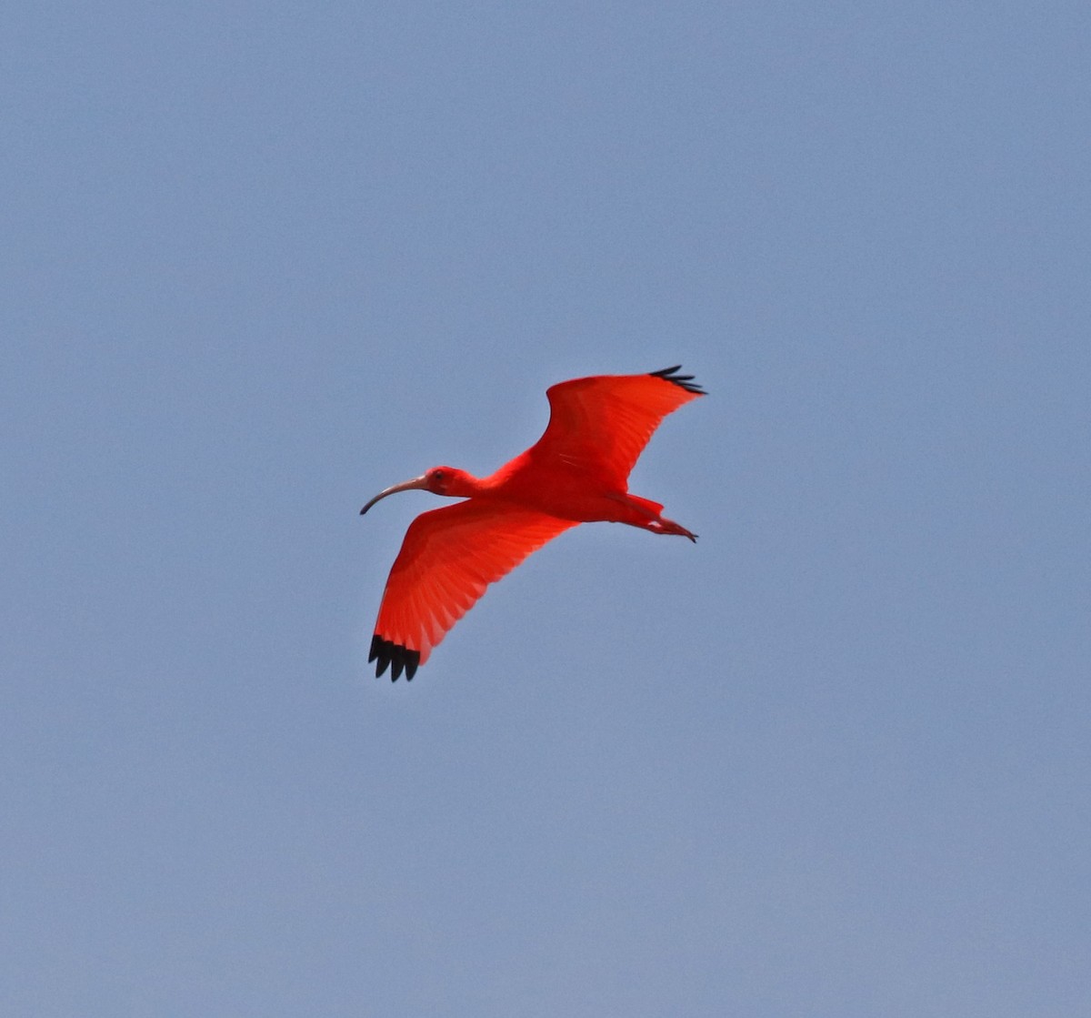 Ibis Escarlata - ML96915571