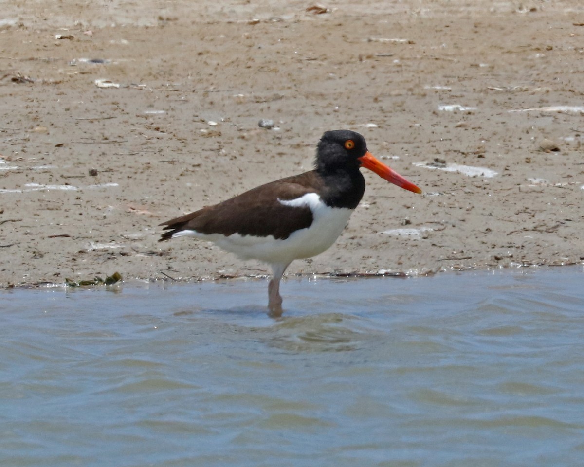 American Oystercatcher - John Bruin