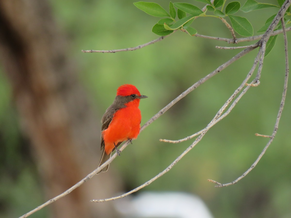 Vermilion Flycatcher - ML96916321