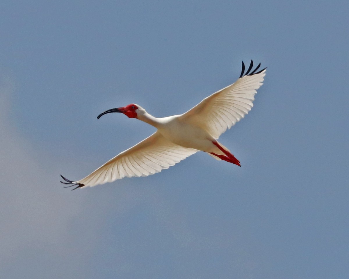 White Ibis - ML96922411