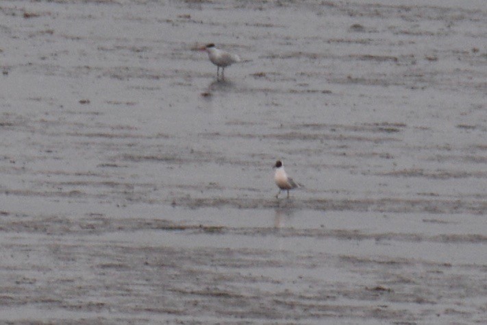 Black-headed Gull - ML96923131