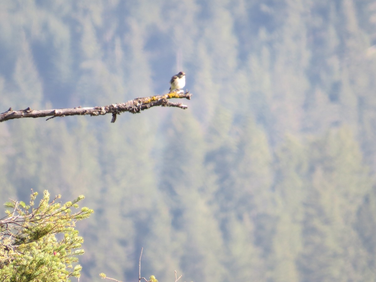 Dusky Flycatcher - ML96924651
