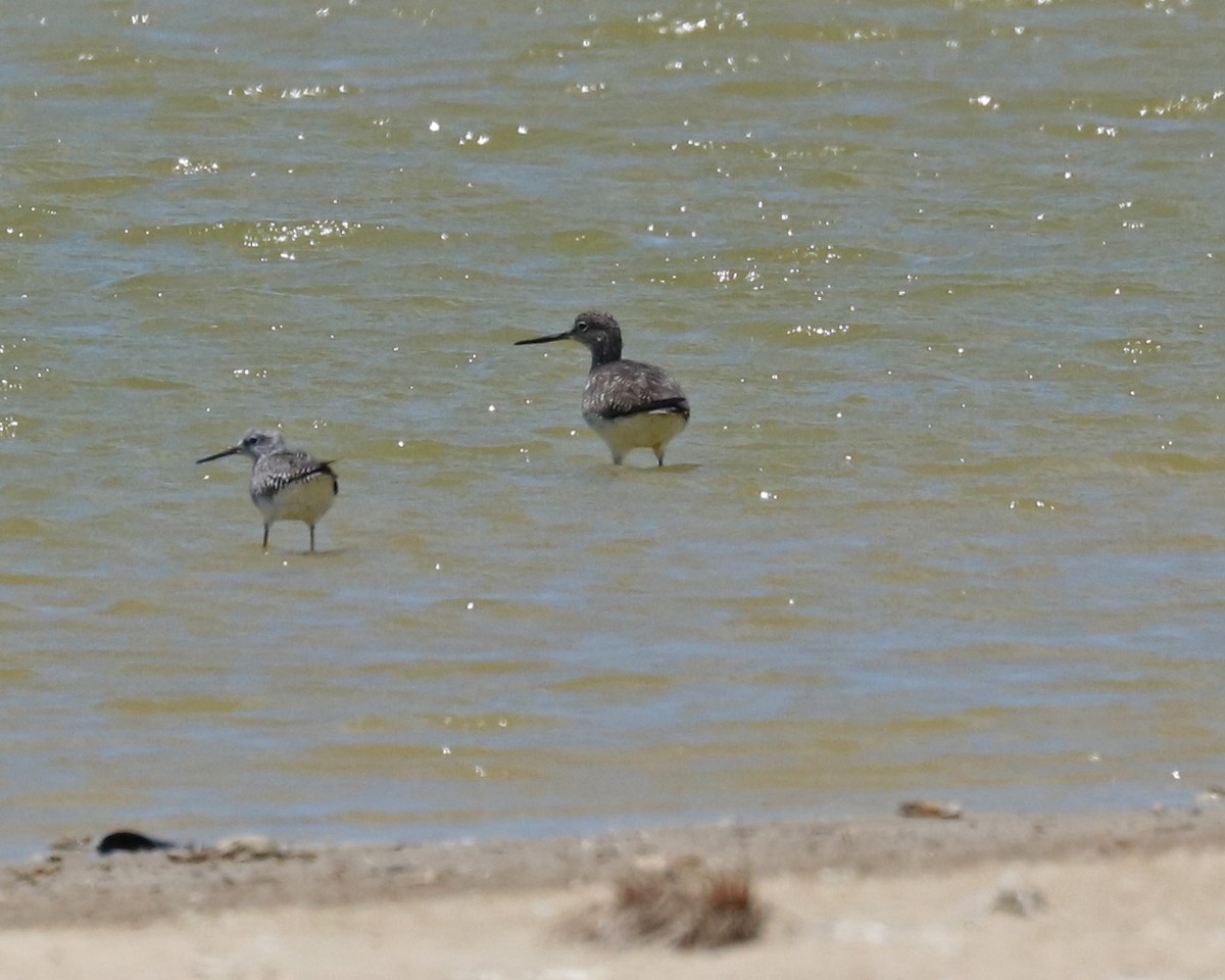 Greater Yellowlegs - ML96925251