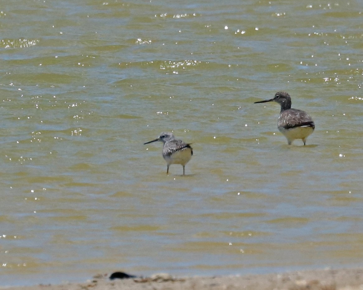 Lesser Yellowlegs - ML96925281