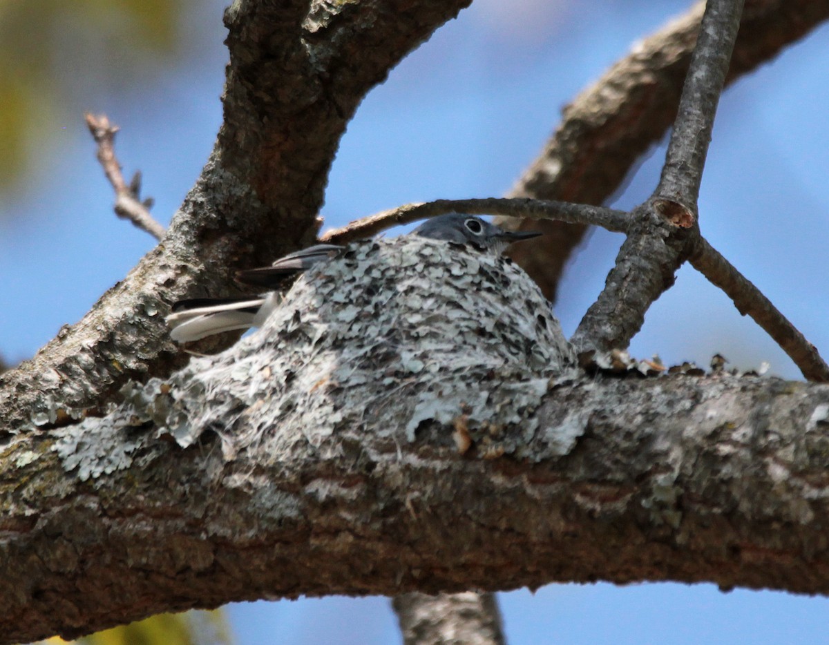 Blue-gray Gnatcatcher - ML96926931