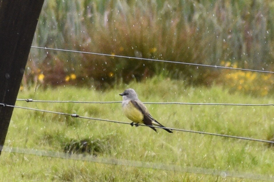 Western Kingbird - ML96926961