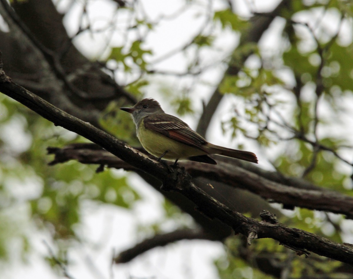 Great Crested Flycatcher - ML96927671