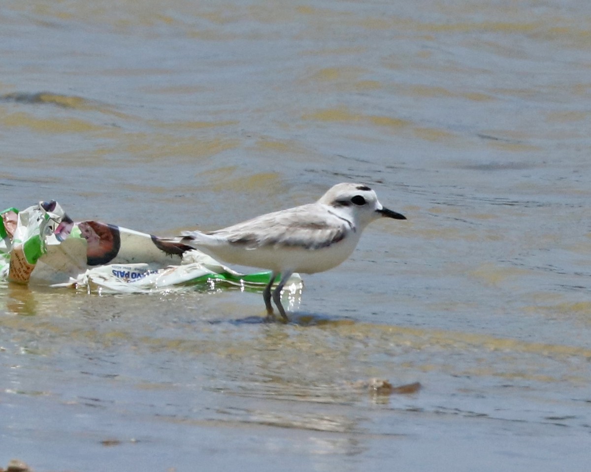 Snowy Plover - ML96927751