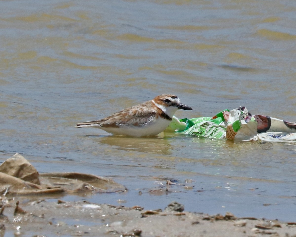 Wilson's Plover - ML96927781