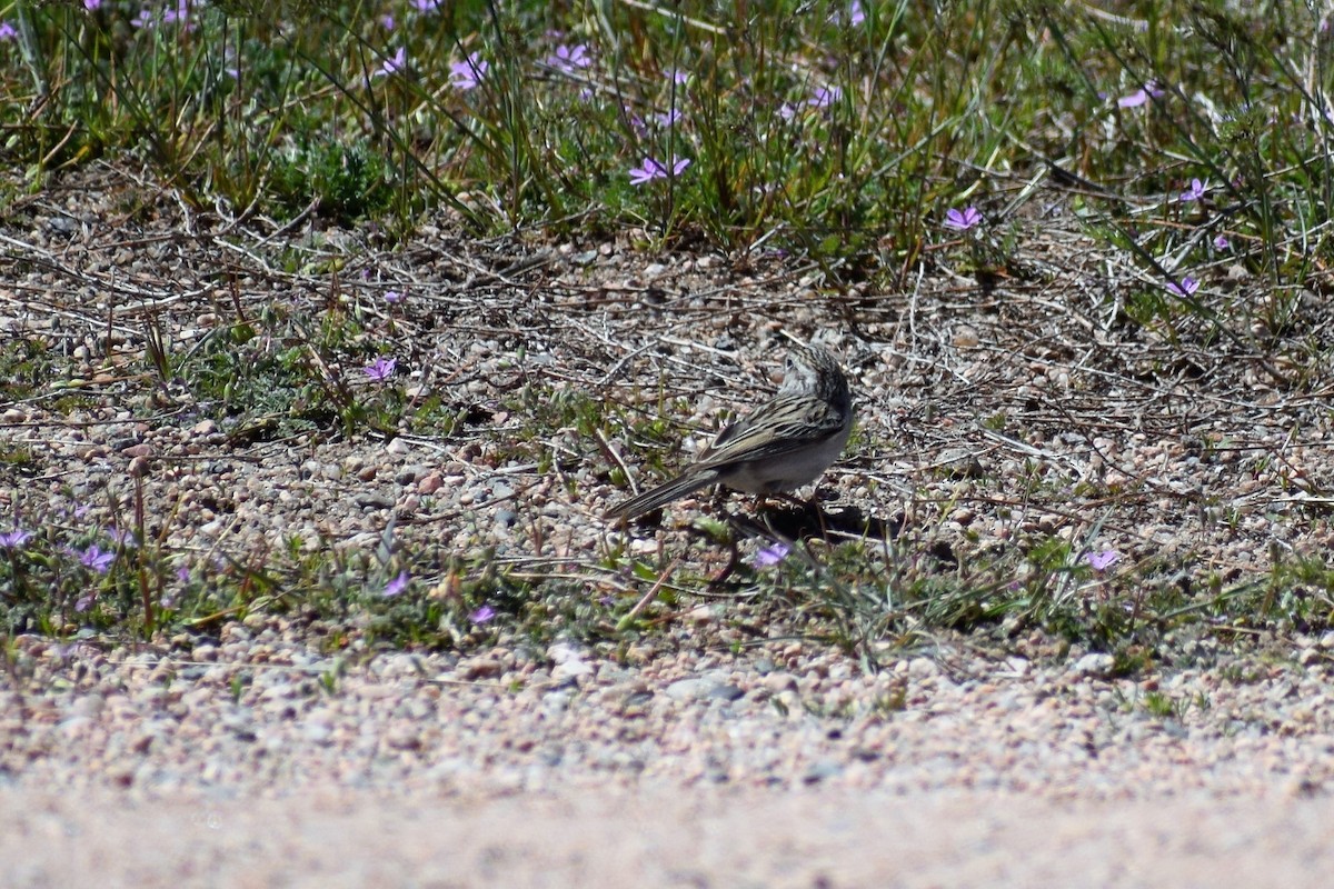 Brewer's Sparrow - ML96930211