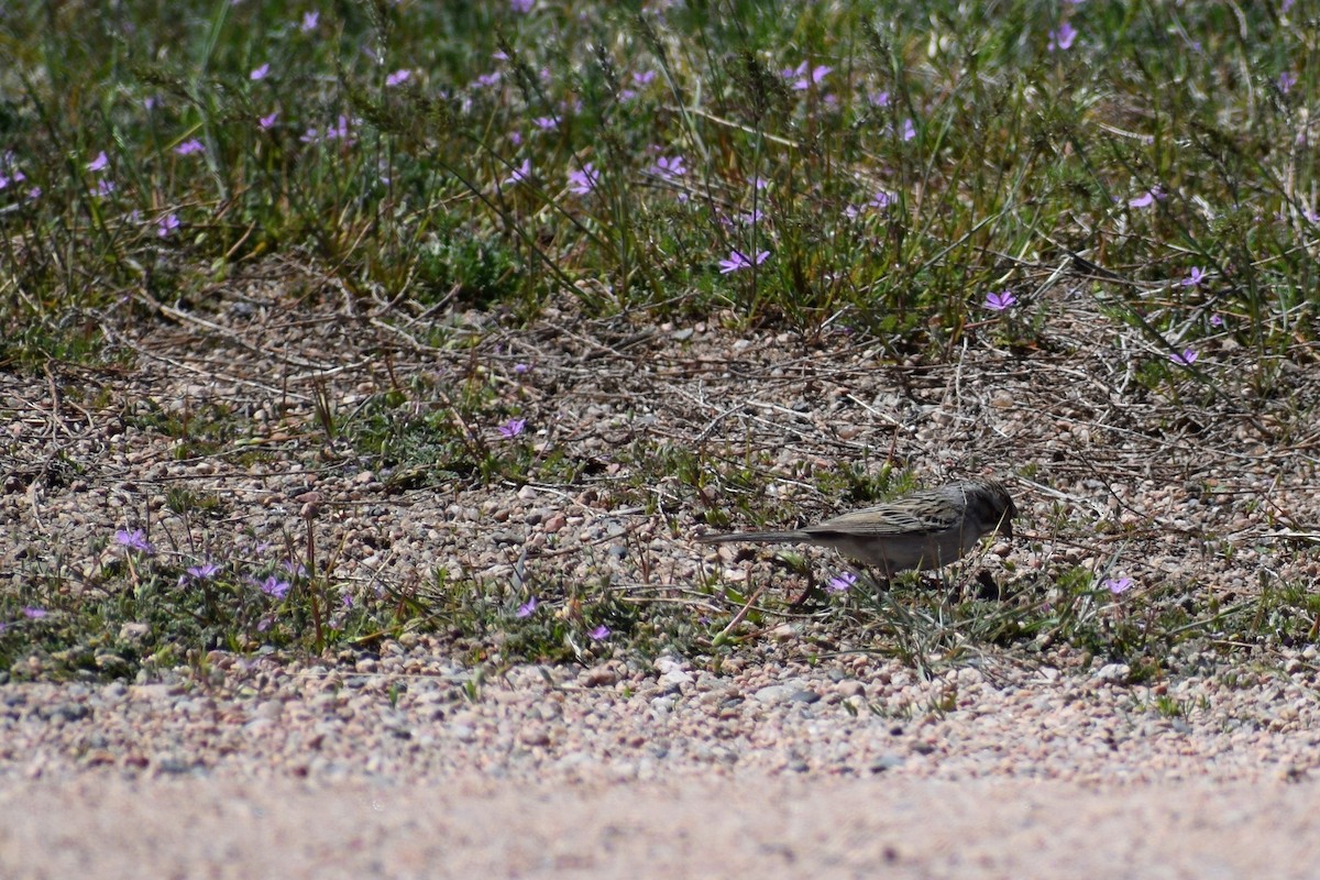 Brewer's Sparrow - ML96930221