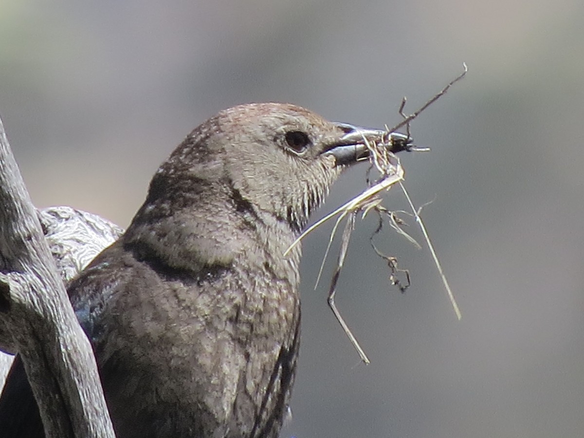 Brewer's Blackbird - ML96931341